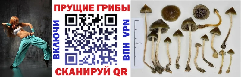 Галлюциногенные грибы MAGIC MUSHROOMS  Купить где  Боровичи 